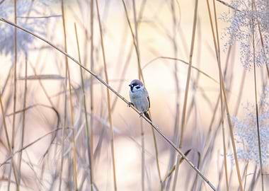 Sparrow perched on reed stem