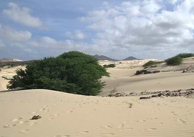 Desert Landscape with Green Bushes