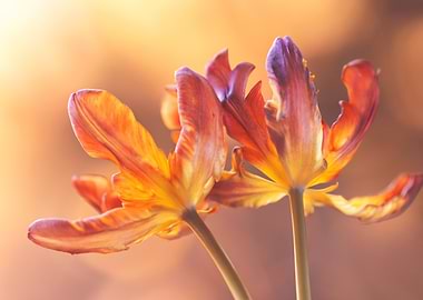 Two Orange and Purple Tulips