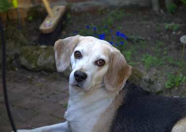 Beagle dog portrait in garden