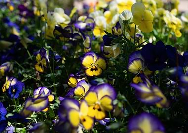 Purple and Yellow Pansies in Bloom