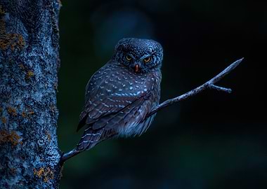 Eurasian Pygmy Owl Perched
