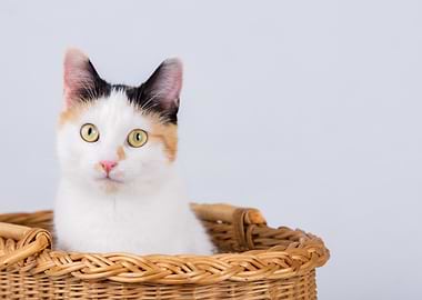 Calico Cat in Wicker Basket