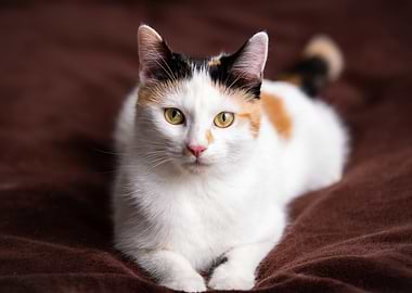 Calico Cat Portrait on Brown Blanket
