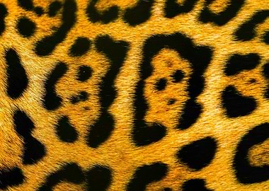 Jaguar Panther Puma Leo Fur Pattern