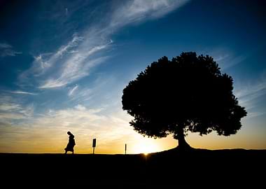 Silhouette of a person and tree at sunset