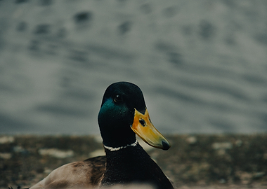 Portrait d'un Canard colvert