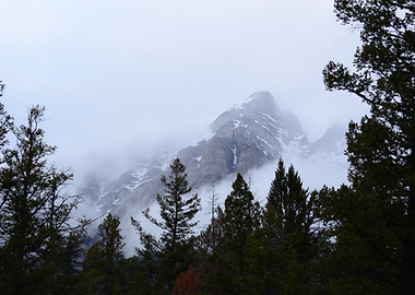Misty Mountain Landscape with Pine Trees