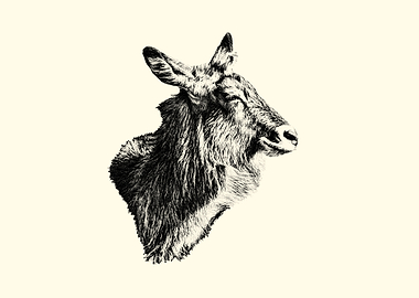 Monochrome Waterbuck Head Illustration
