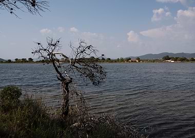 Lake Landscape with Bare Tree