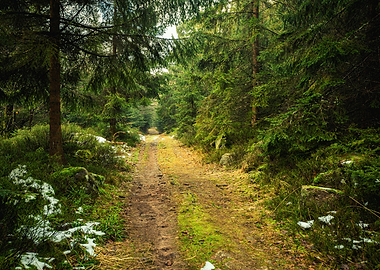 Forest Path