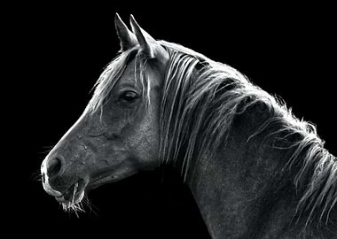 Horse Portrait in Black and White