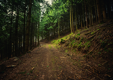 Forest Path Through Tall Green Trees