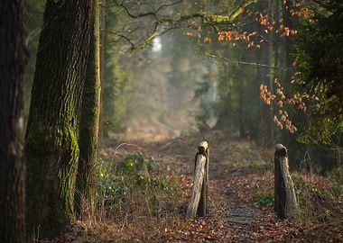 Autumn Forest Path