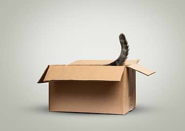 Cat tail peeking out of a cardboard box