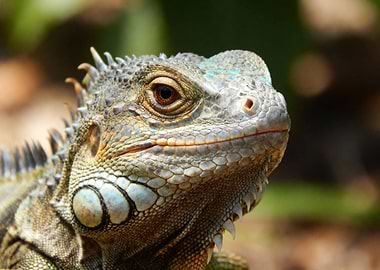Iguana Portrait