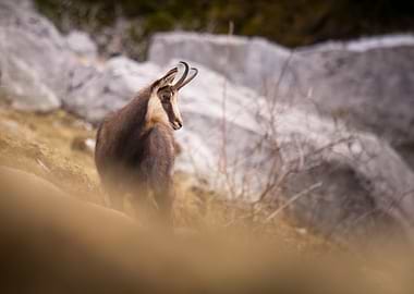 Chamois in Mountainous Landscape