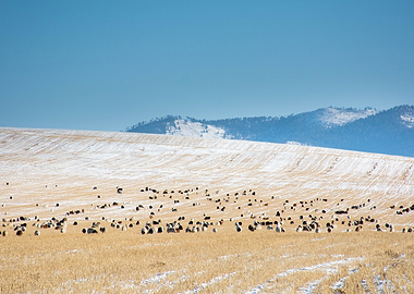 Sheep grazing in a snowy field