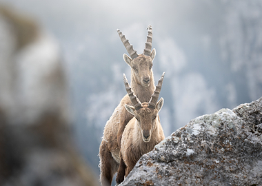 Two Alpine Ibex on Rocky Terrain