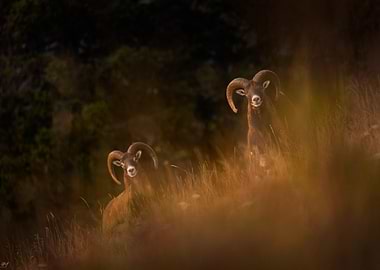 Two Mouflon Rams in Grassy Field