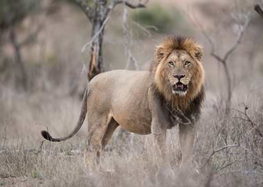 Majestic Lion Portrait in the Wild