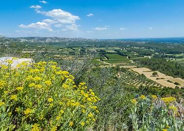 Photography of Scenic Landscape with Yellow Flowers