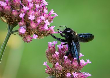 Carpenter Bee on Verbena Flowers