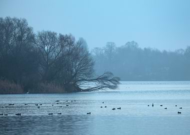 Misty Lake with Ducks and Trees