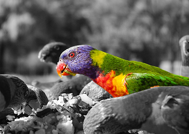 Lorikeet