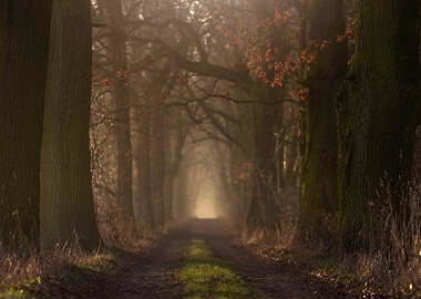 Misty Forest Path