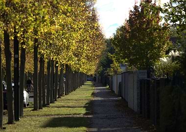 Tree-lined Path in Autumn