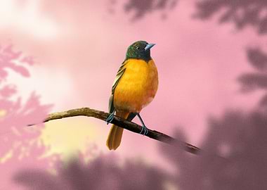 Baltimore Oriole Bird on Branch