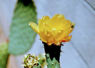 Yellow Cactus Flower Bloom