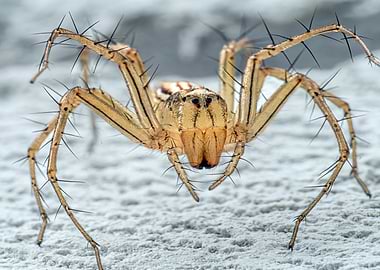 Close-up of a Lynx Spider