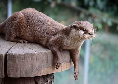 Relaxing Otter on Wooden Platform