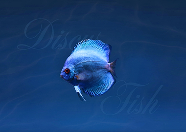 Blue Discus Fish