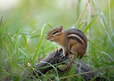 Chipmunk on a Log