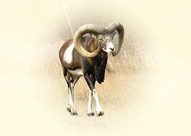 Majestic Mouflon Ram Portrait