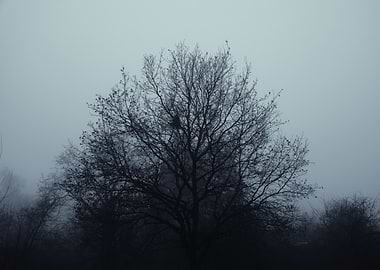 Bare Tree in Fog