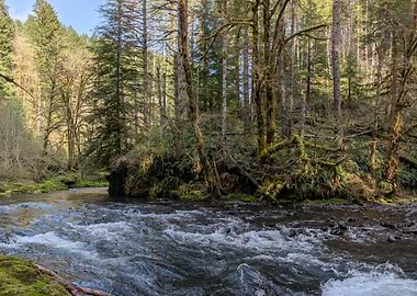 River flowing through a lush forest