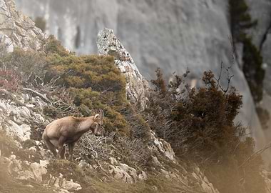Alpine Ibex on Rocky Mountain Slope