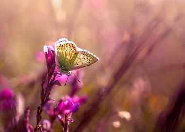 Butterfly on Pink Flower