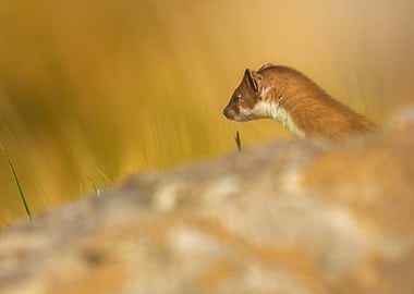 Alert Weasel in Golden Field