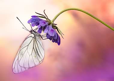 Butterfly on Purple Flower