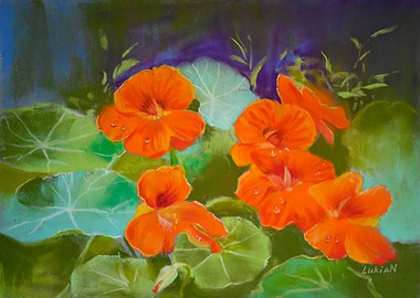 Nasturtium Flowers Pastel Painting