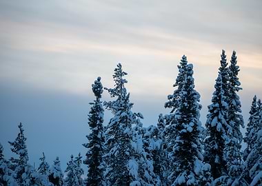 Snow-covered trees against a twilight sky