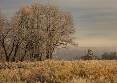 Frosty Trees and Golden Field