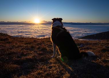 Dog watching sunrise over clouds