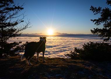 Dog watching sunrise over clouds