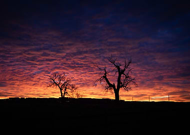 Silhouette Trees at Sunset